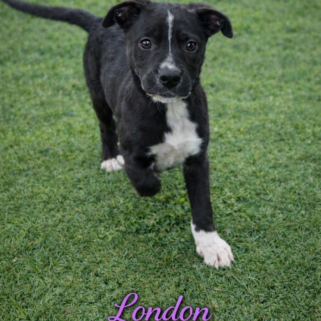 London, a Adoptable mixed breed in Hohenwald, TN image 3/4