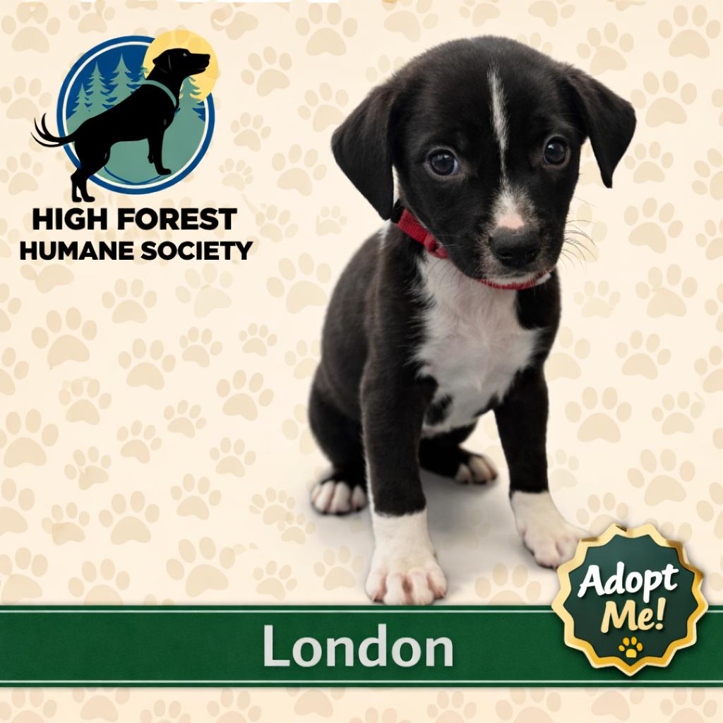 London, a Adoptable mixed breed in Hohenwald, TN image 4/4