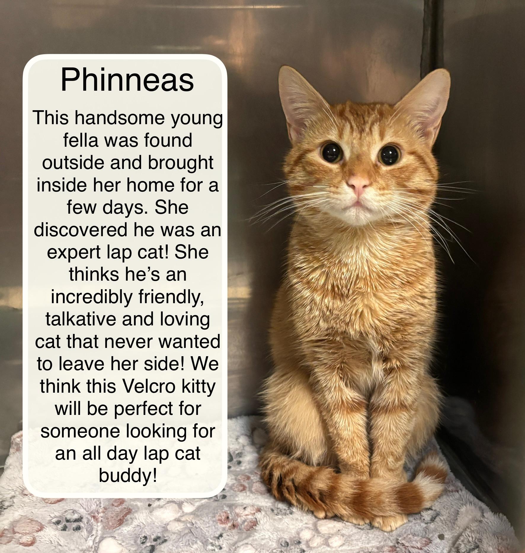 Phinneus, adopted, Young Male Domestic Short Hair.