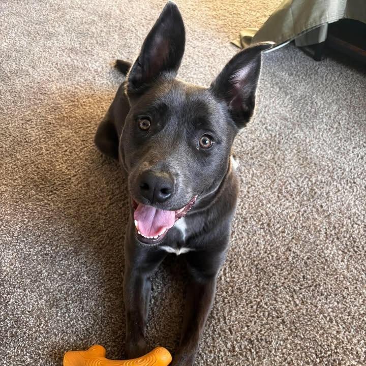 Enlarge Nala, a Adoptable mixed breed in Rexburg, ID image 1/1