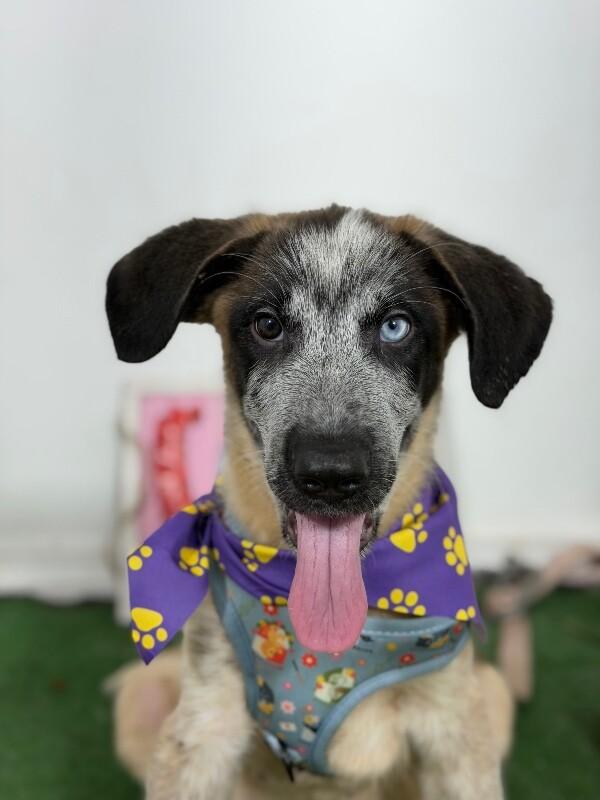Banana-One of our Amazing Rescue Dogs, Adoptable, Puppy Male Catahoula Leopard Dog & Australian Cattle Dog / Blue Heeler.