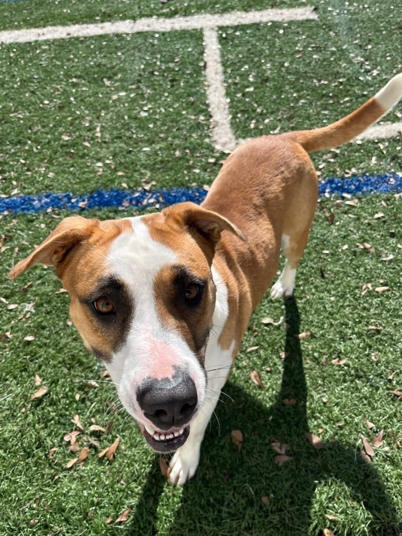 Enlarge Yammy, a Adoptable mixed breed in Gainesville, GA image 5/5