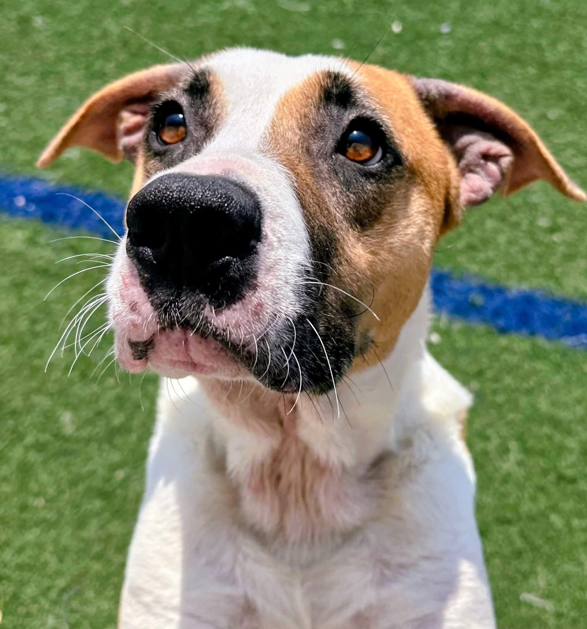 Enlarge Yammy, a Adoptable mixed breed in Gainesville, GA image 1/5
