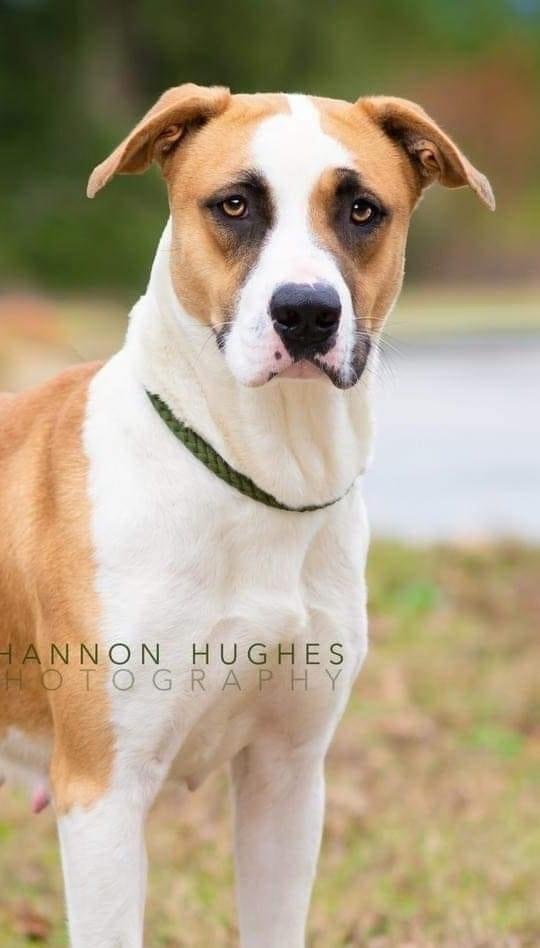 Enlarge Yammy, a Adoptable mixed breed in Gainesville, GA image 4/5