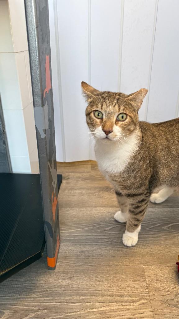 Martin, Adoptable, Adult Male Domestic Short Hair.
