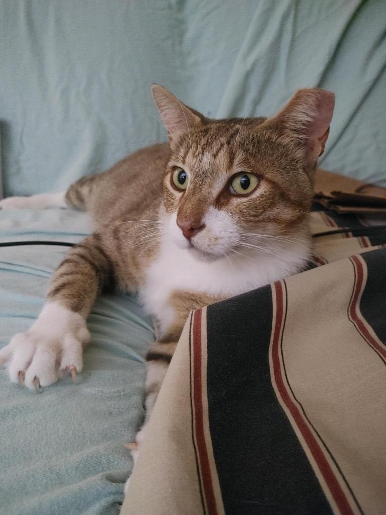Martin, a Adoptable Domestic Short Hair in Lewisville, TX image 2/6