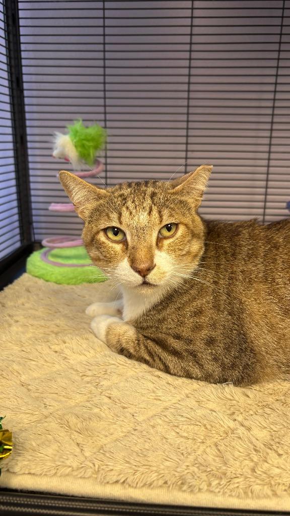 Martin, a Adoptable Domestic Short Hair in Lewisville, TX image 3/6