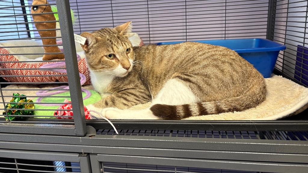 Martin, a Adoptable Domestic Short Hair in Lewisville, TX image 5/6