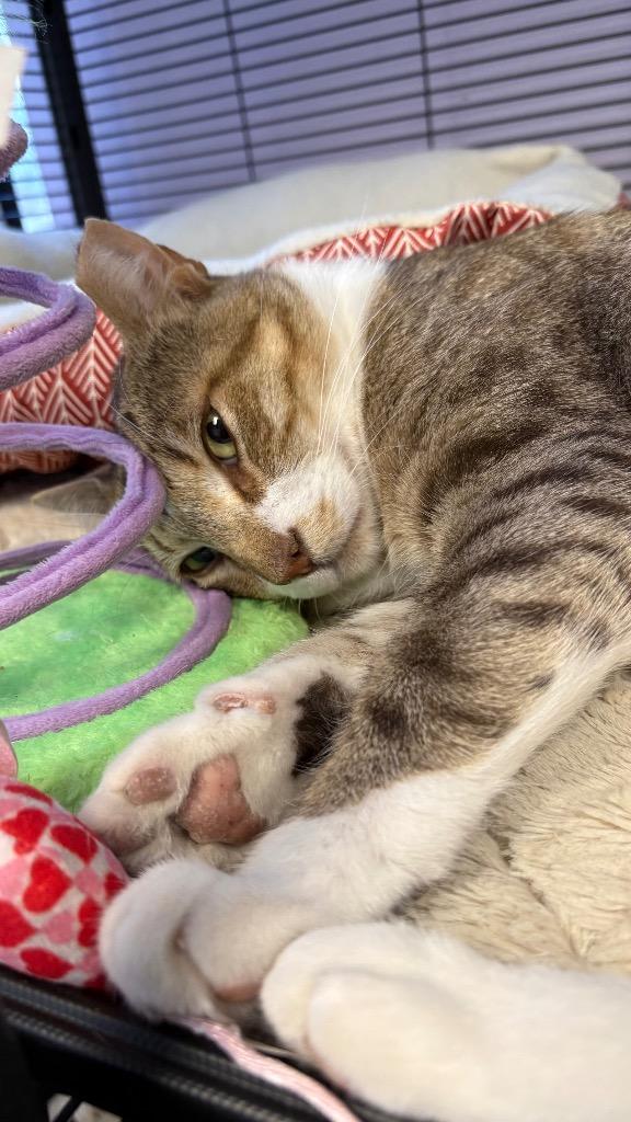 Martin, a Adoptable Domestic Short Hair in Lewisville, TX image 6/6