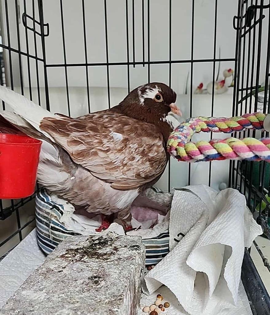 Billie, Adoptable, Young Male Pigeon.