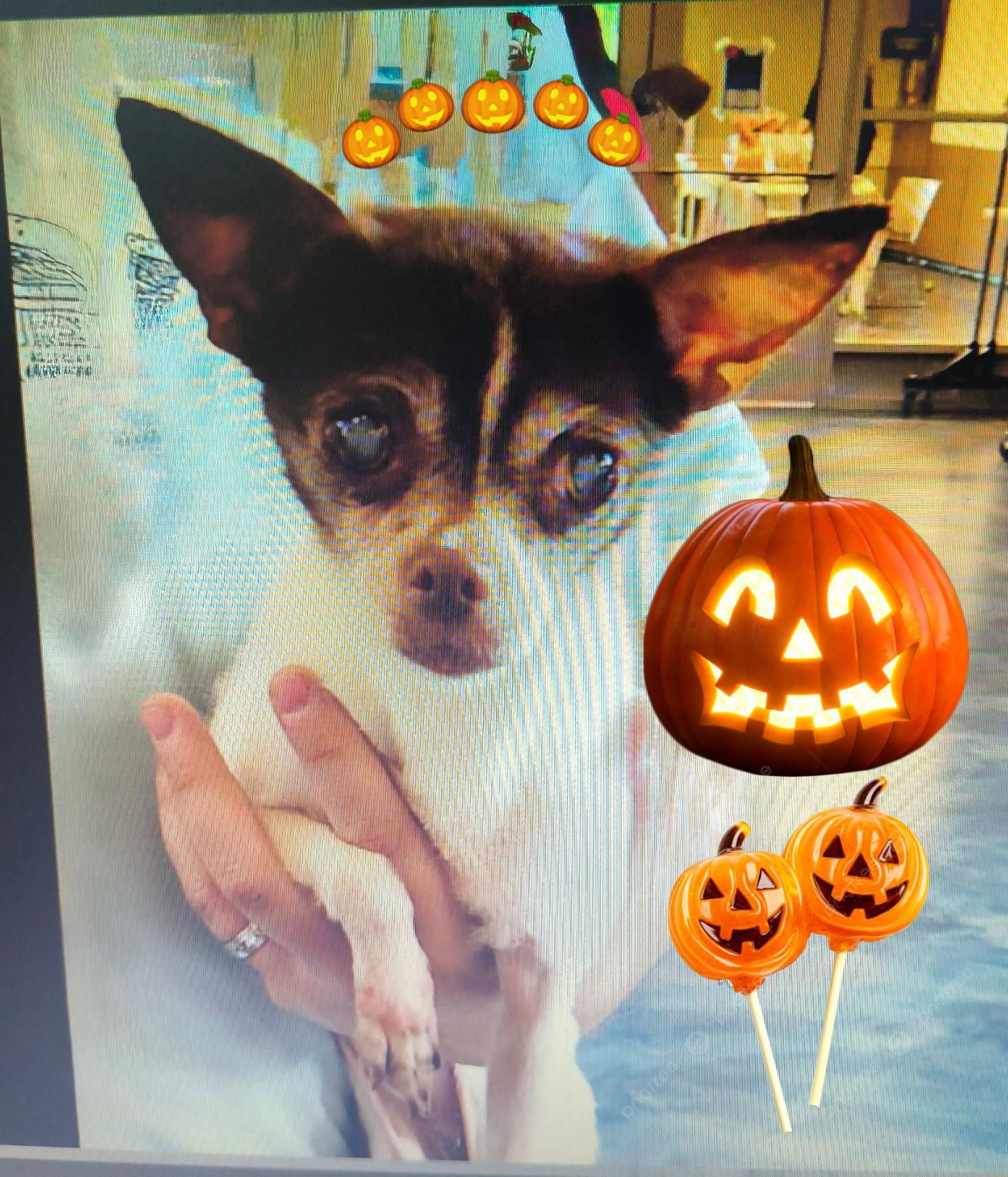 Enlarge Olive 7 lbs senior, a Adoptable Chihuahua in White Lake, MI image 2/5