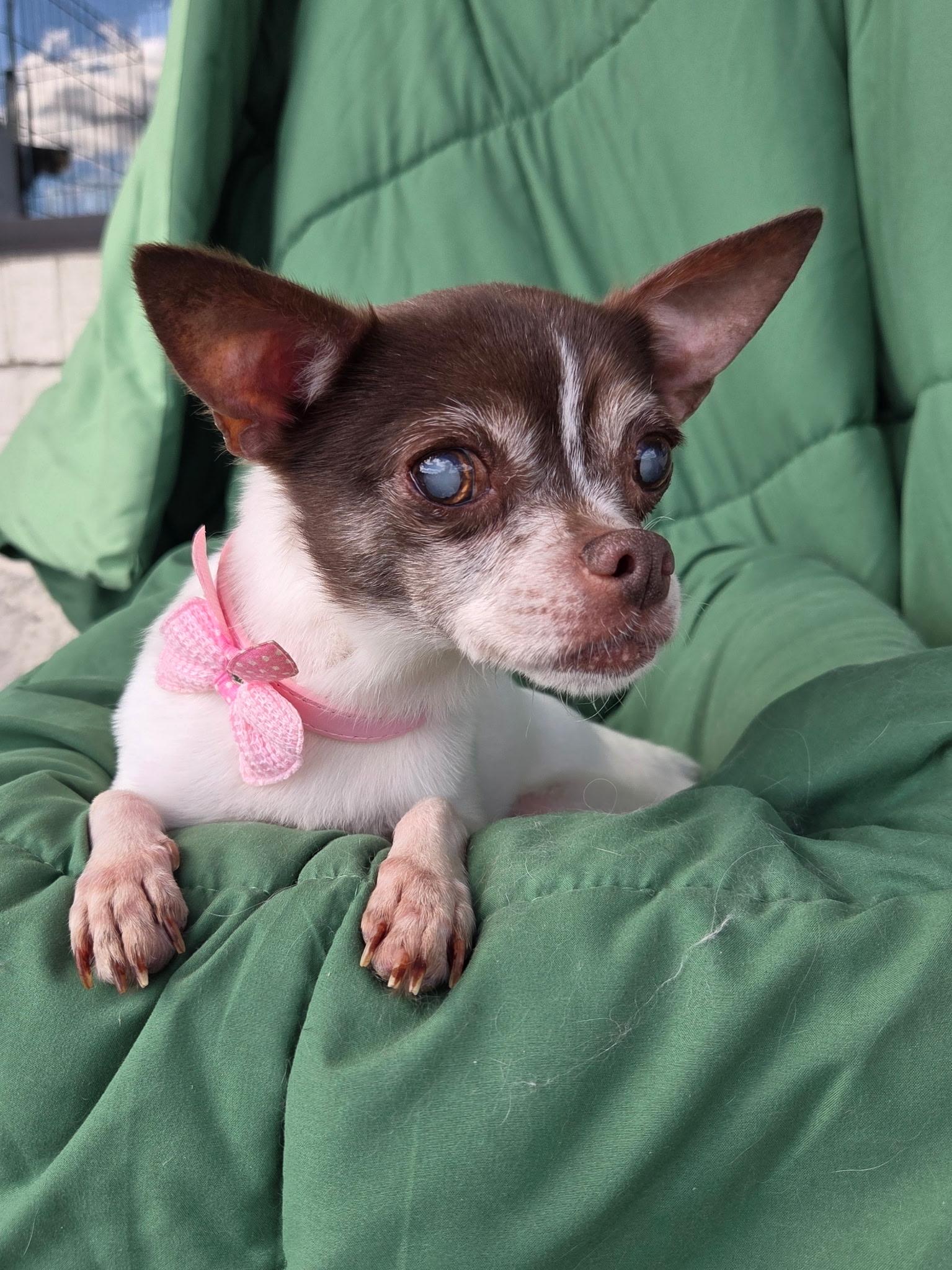 Enlarge Olive 7 lbs senior, a Adoptable Chihuahua in White Lake, MI image 5/5