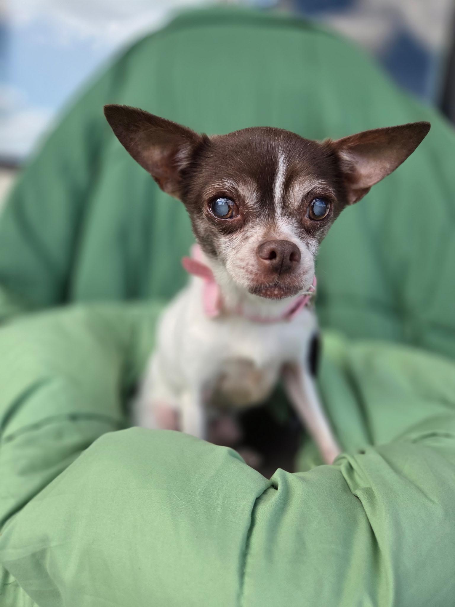Olive 7 lbs senior, Adoptable, Senior Female Chihuahua.