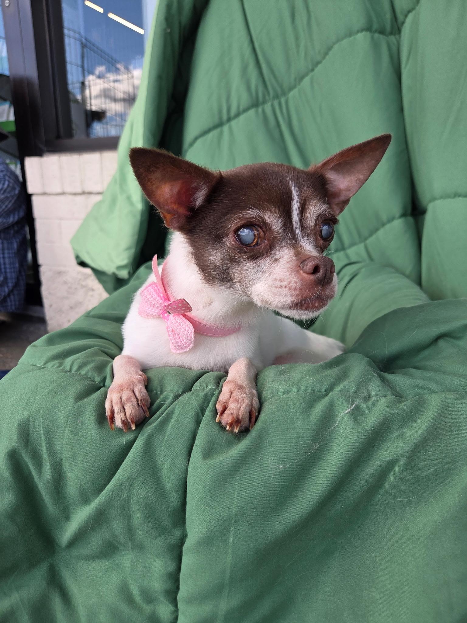 Enlarge Olive 7 lbs senior, a Adoptable Chihuahua in White Lake, MI image 4/5