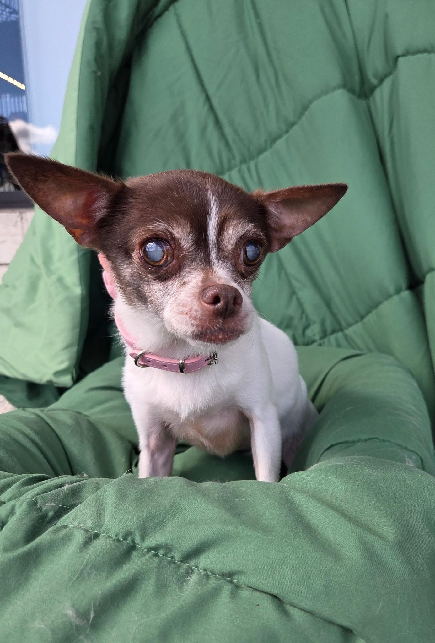 Enlarge Olive 7 lbs senior, a Adoptable Chihuahua in White Lake, MI image 3/5