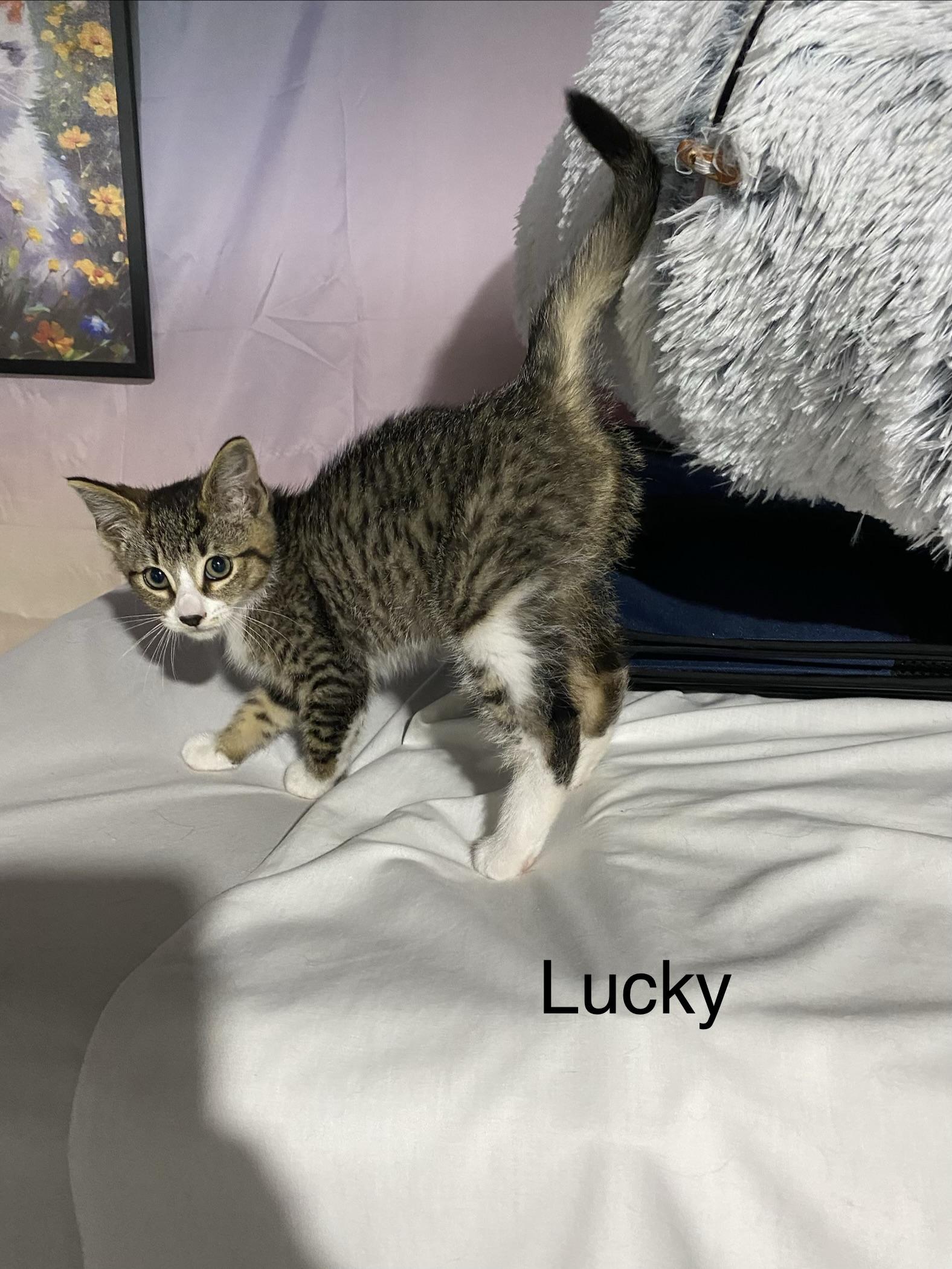 Lucky, Adoptable, Kitten Male Domestic Short Hair.