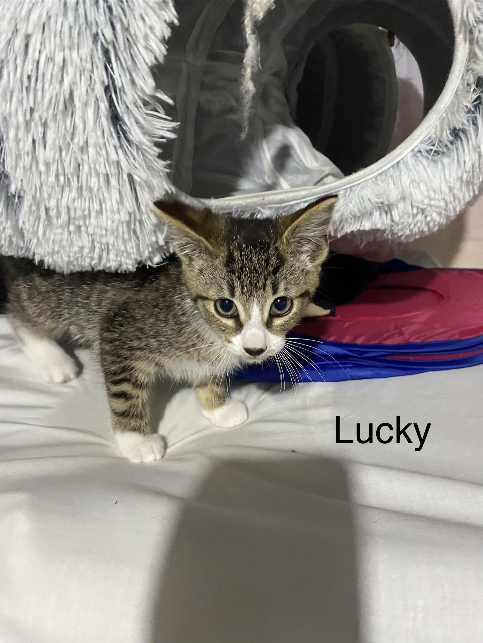 Lucky adorably sweet will need to have a kitty playmate, adoptable, Kitten Male Domestic Short Hair.