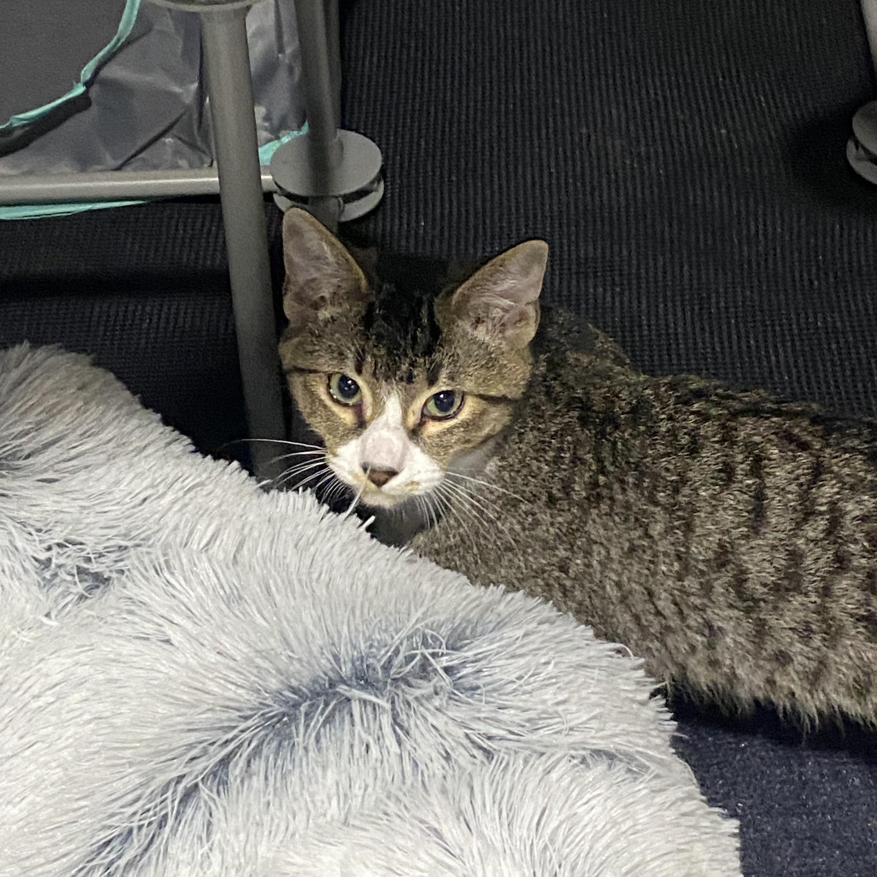 Enlarge Lucky adorably sweet will need to have a kitty playmate, a Adoptable Domestic Short Hair in Macomb, MI image 4/4