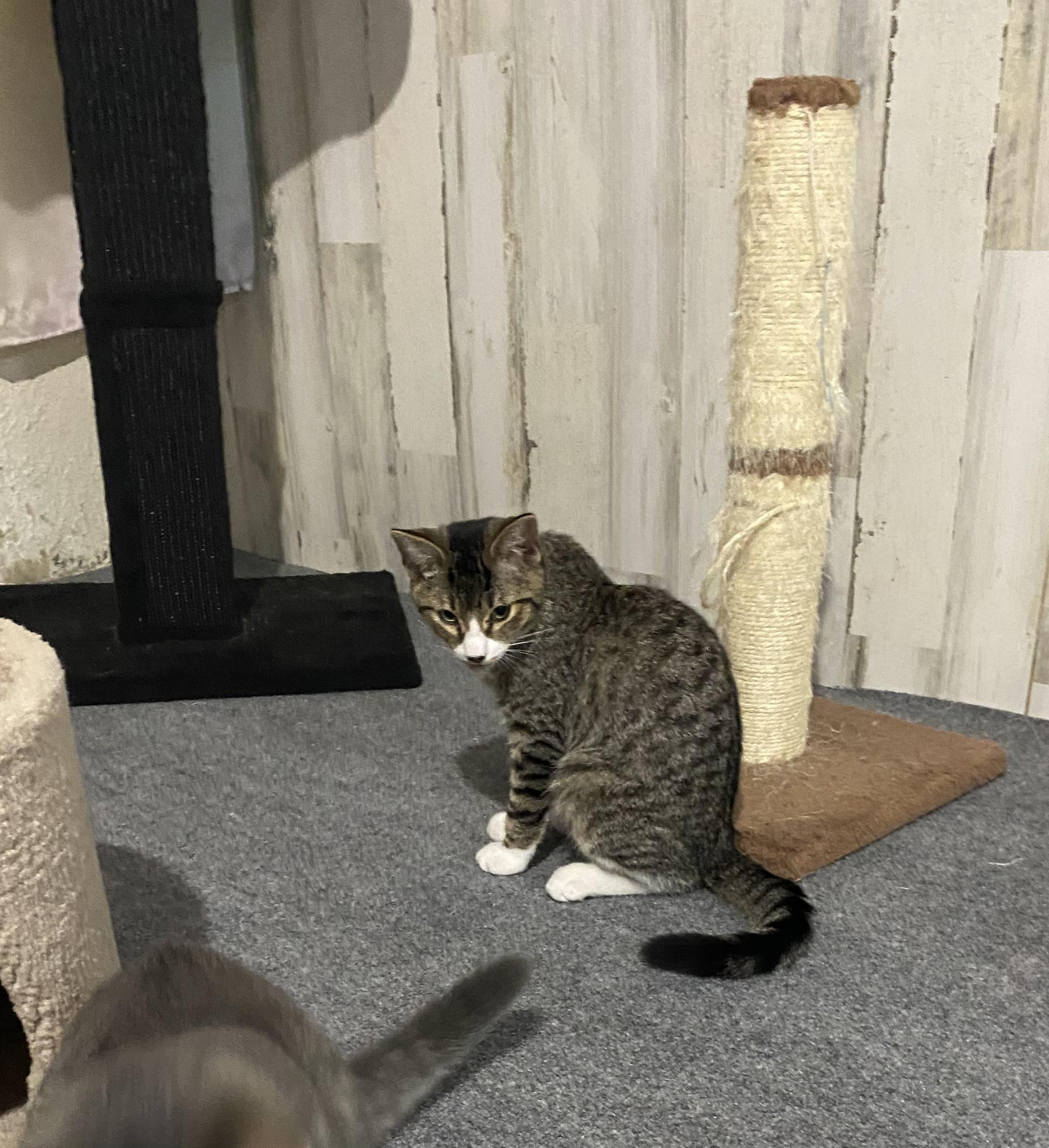 Enlarge Lucky adorably sweet will need to have a kitty playmate, a Adoptable Domestic Short Hair in Macomb, MI image 3/4