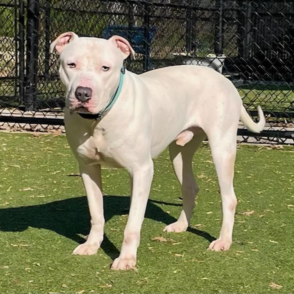 Whisper, Adoptable, Adult Male Pit Bull Terrier.
