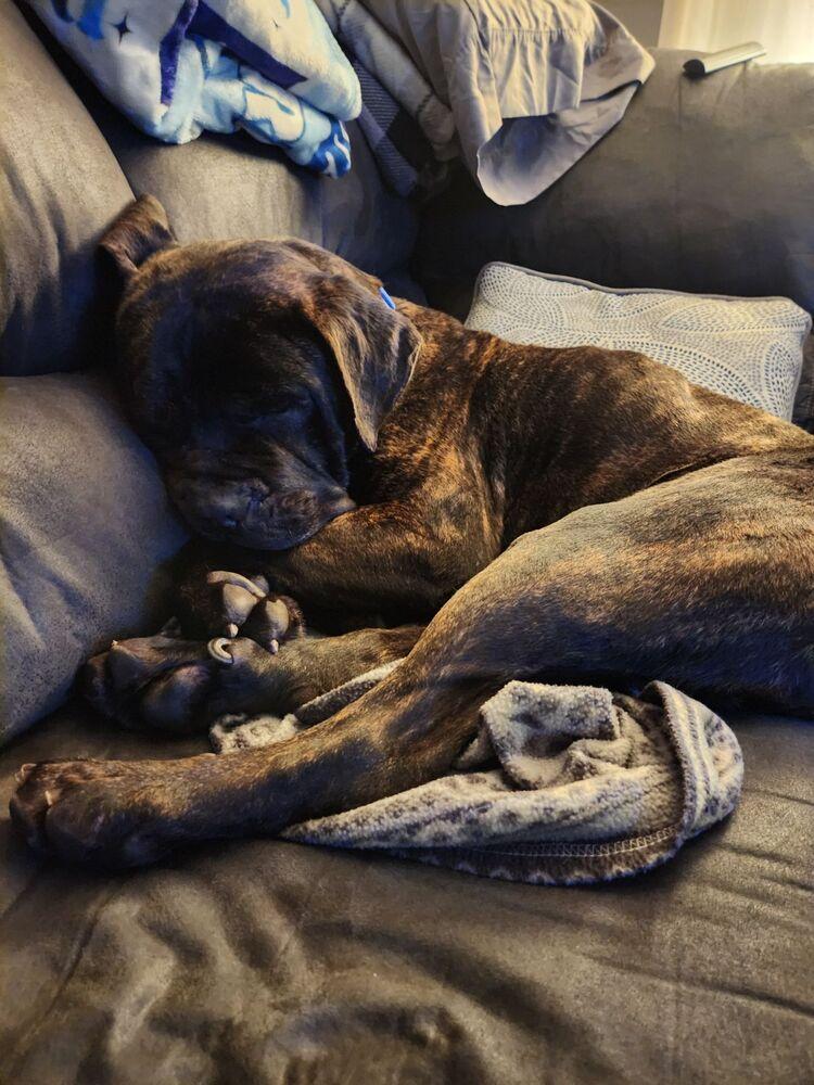 Rafferty, Adoptable, Puppy Male Cane Corso.