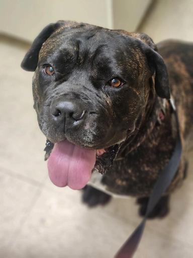 Enlarge Rafferty, a Adoptable mixed breed in Oswego, IL image 2/4