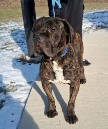 Enlarge Rafferty, a Adoptable mixed breed in Oswego, IL image 4/4