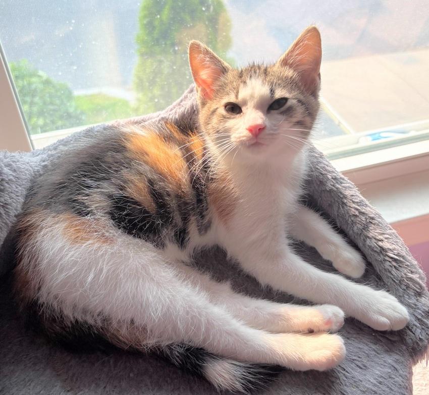 Enlarge Milano, Napoli, Venice, and Verona, a Adoptable mixed breed in Melrose, MA image 5/5