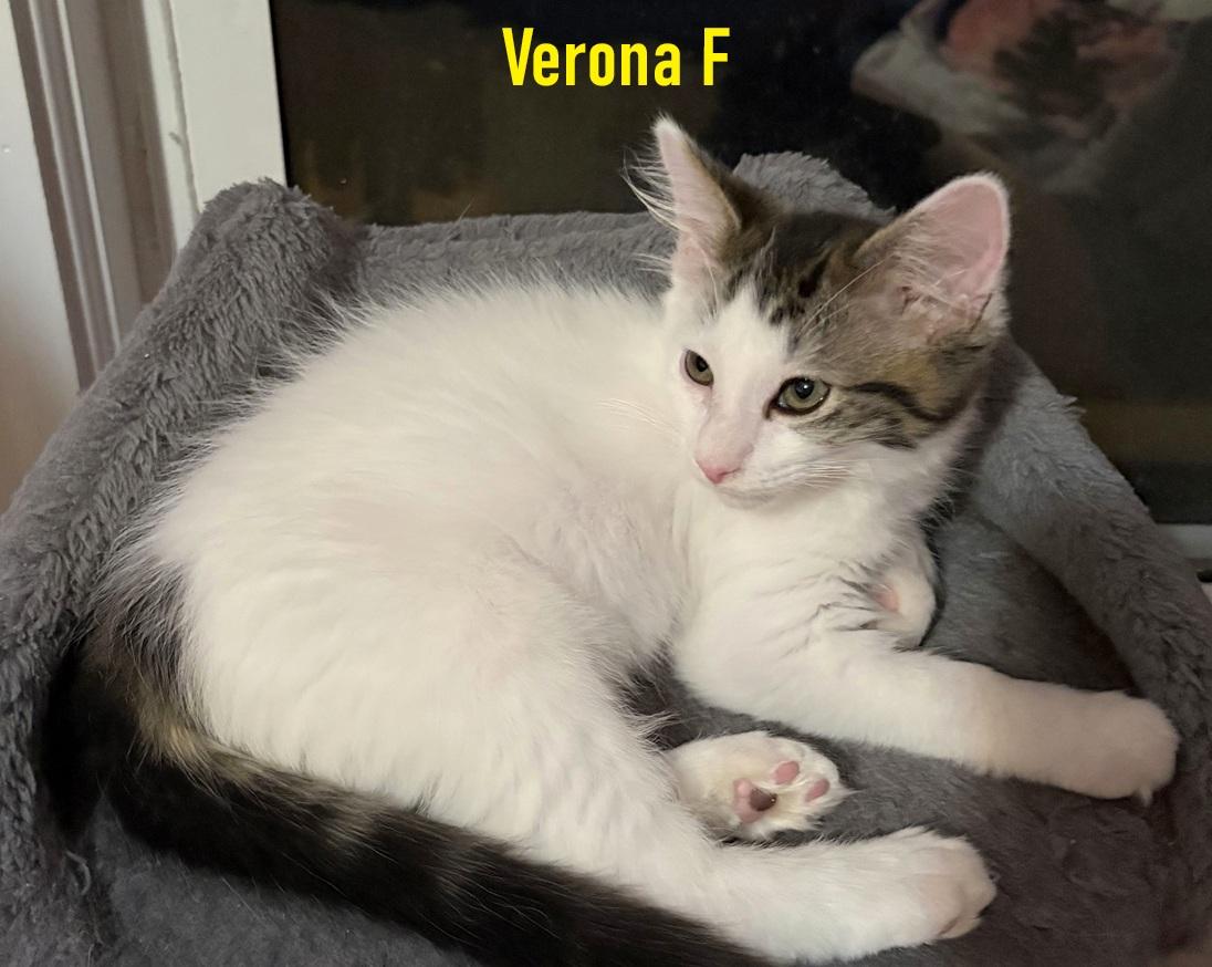 Enlarge Milano, Napoli, Venice, and Verona, a Adoptable mixed breed in Melrose, MA image 4/5