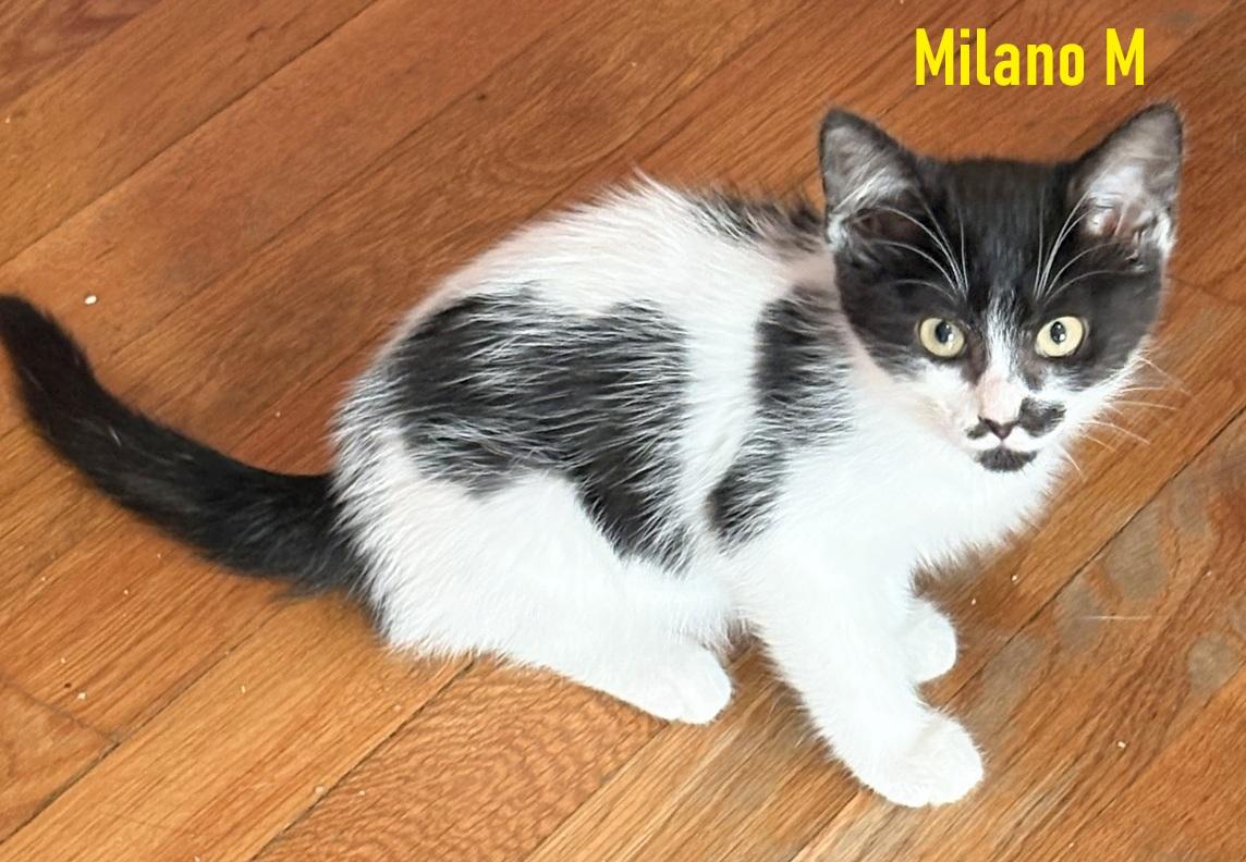 Enlarge Milano, Napoli, Venice, and Verona, a Adoptable mixed breed in Melrose, MA image 3/5
