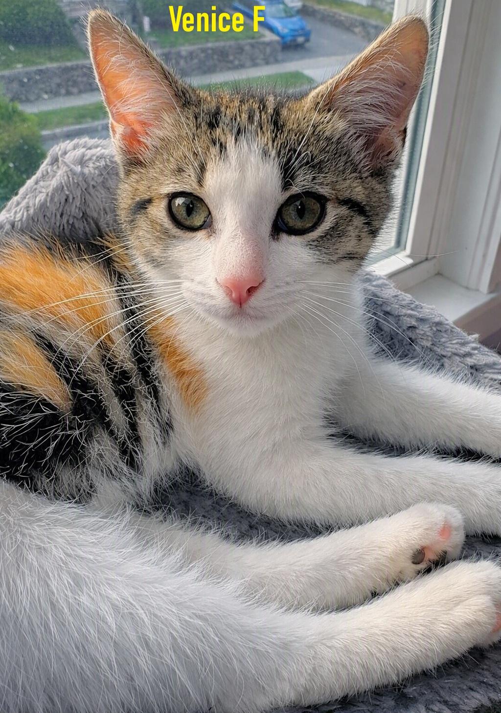 Enlarge Milano, Napoli, Venice, and Verona, a Adoptable mixed breed in Melrose, MA image 2/5