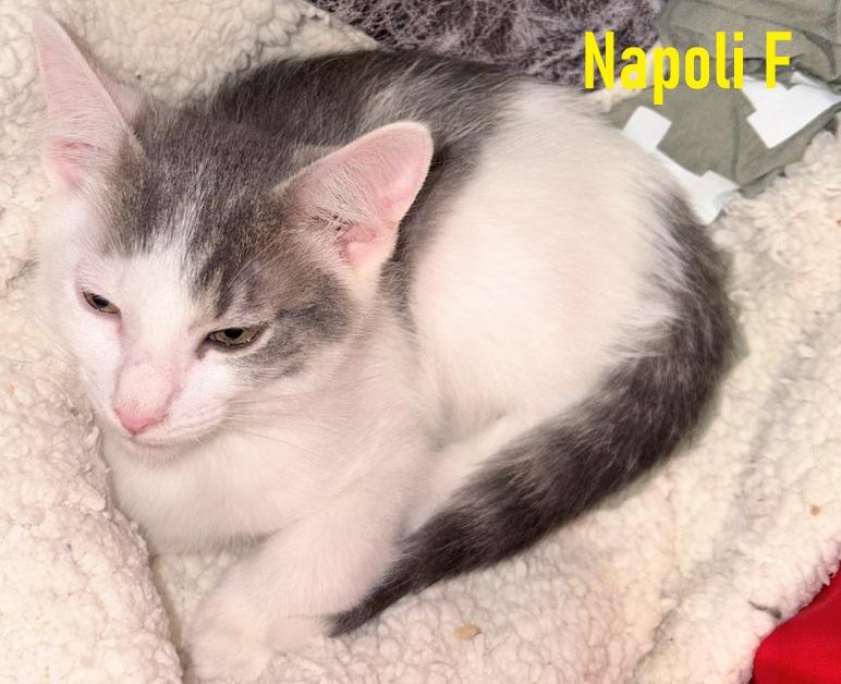 Milano, Napoli, Venice, and Verona, Adoptable, Kitten Male Domestic Short Hair & Maine Coon.