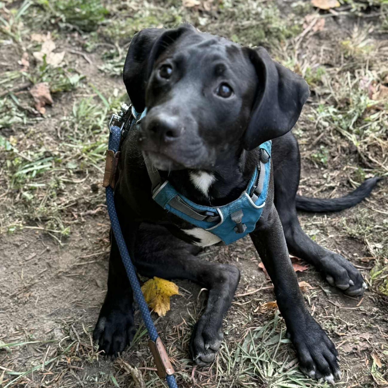 MILWAUKEE (MILLIE), Adoptable, Puppy Female Labrador Retriever & Terrier.