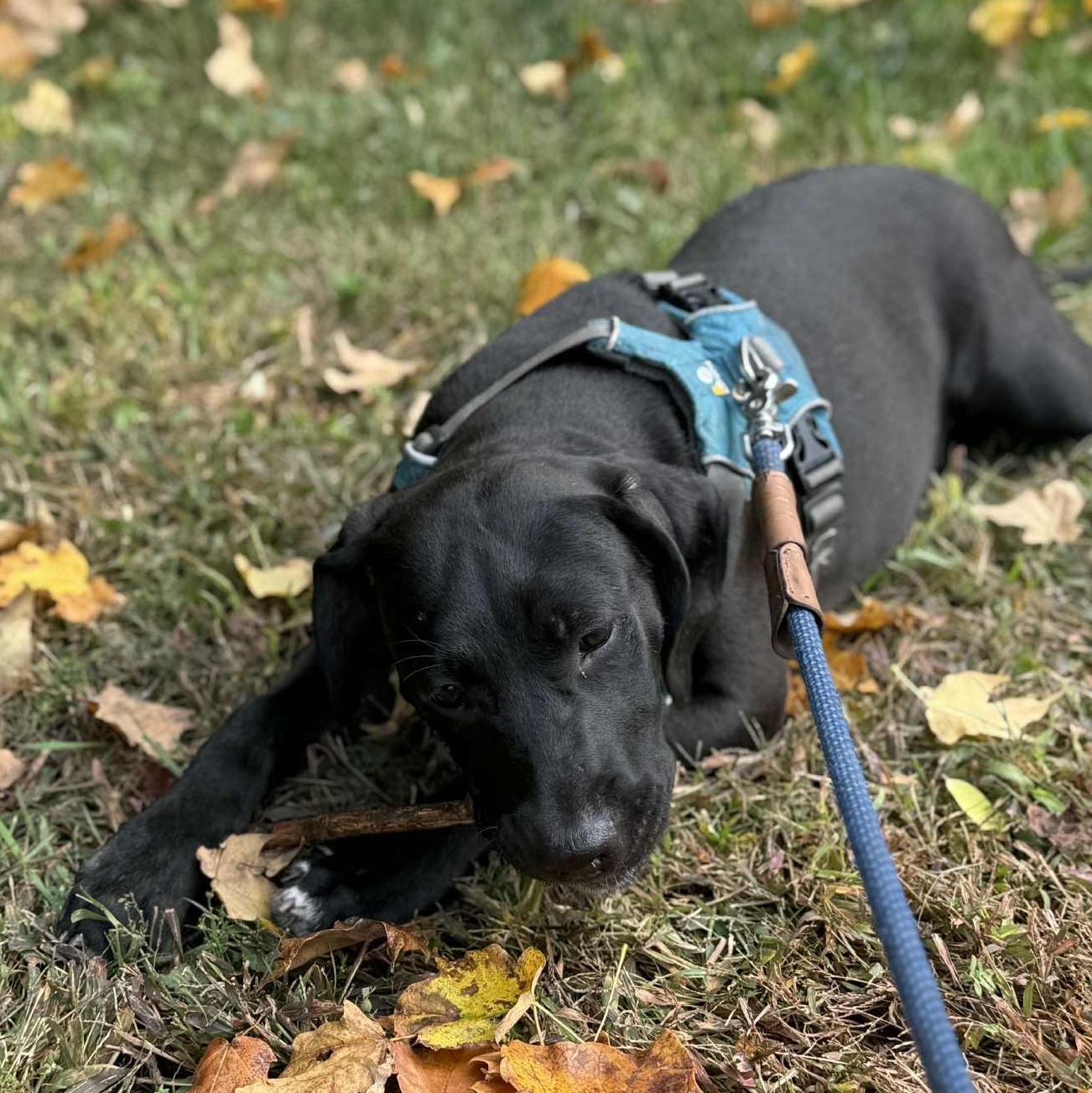 MILWAUKEE (MILLIE), an adopted mixed breed in Evansville, WI image 2/3