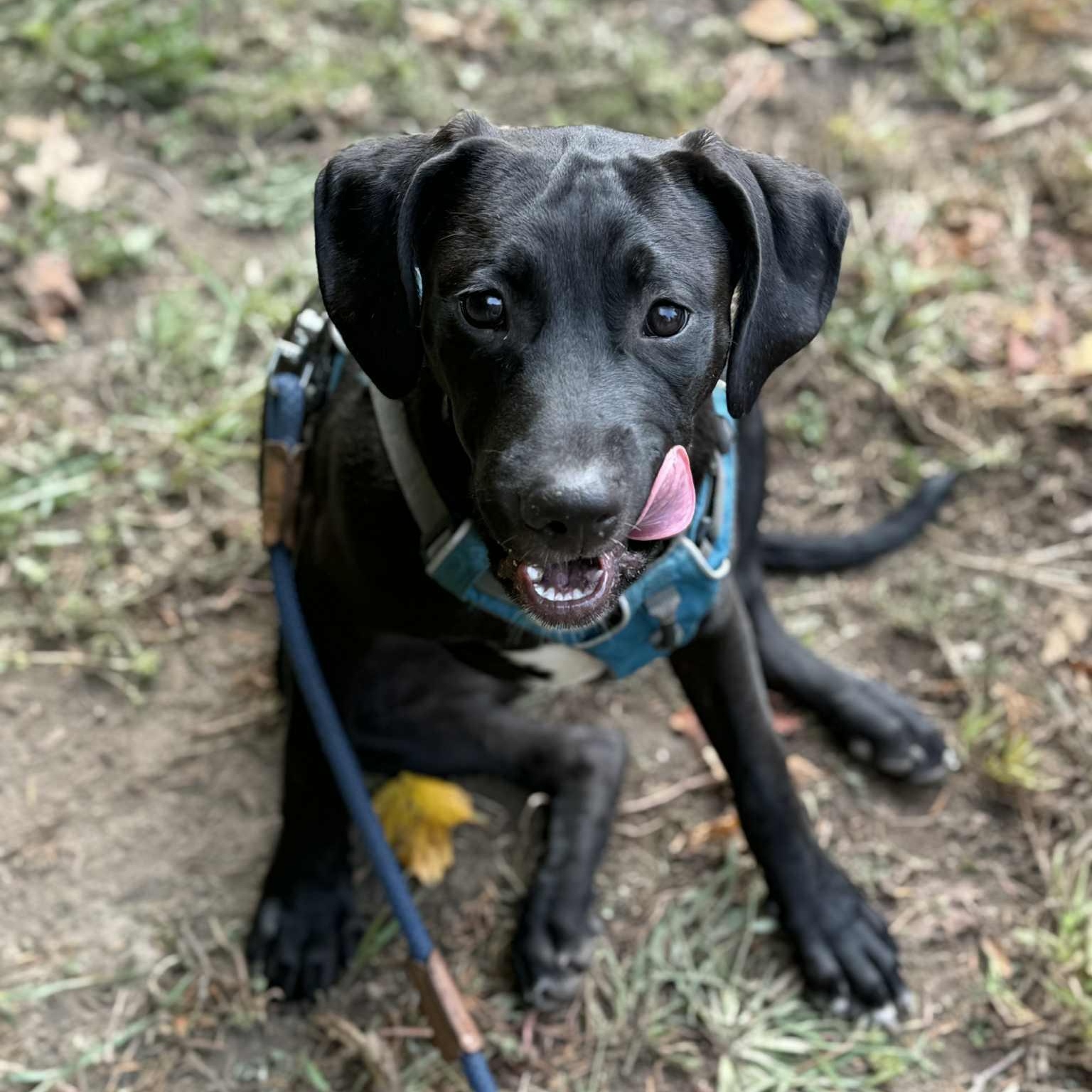 MILWAUKEE (MILLIE), an adopted mixed breed in Evansville, WI image 3/3