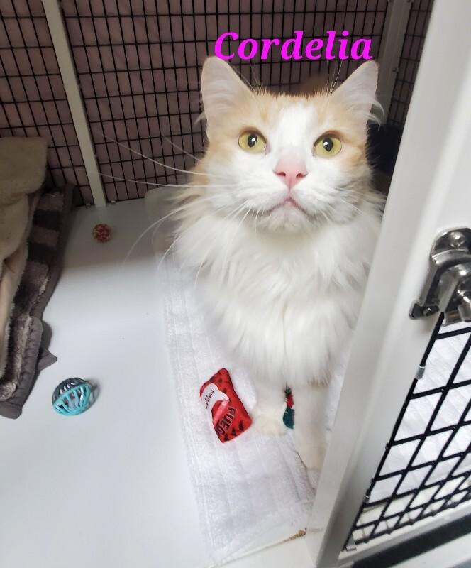 Cordelia, Adoptable, Adult Female Domestic Medium Hair.