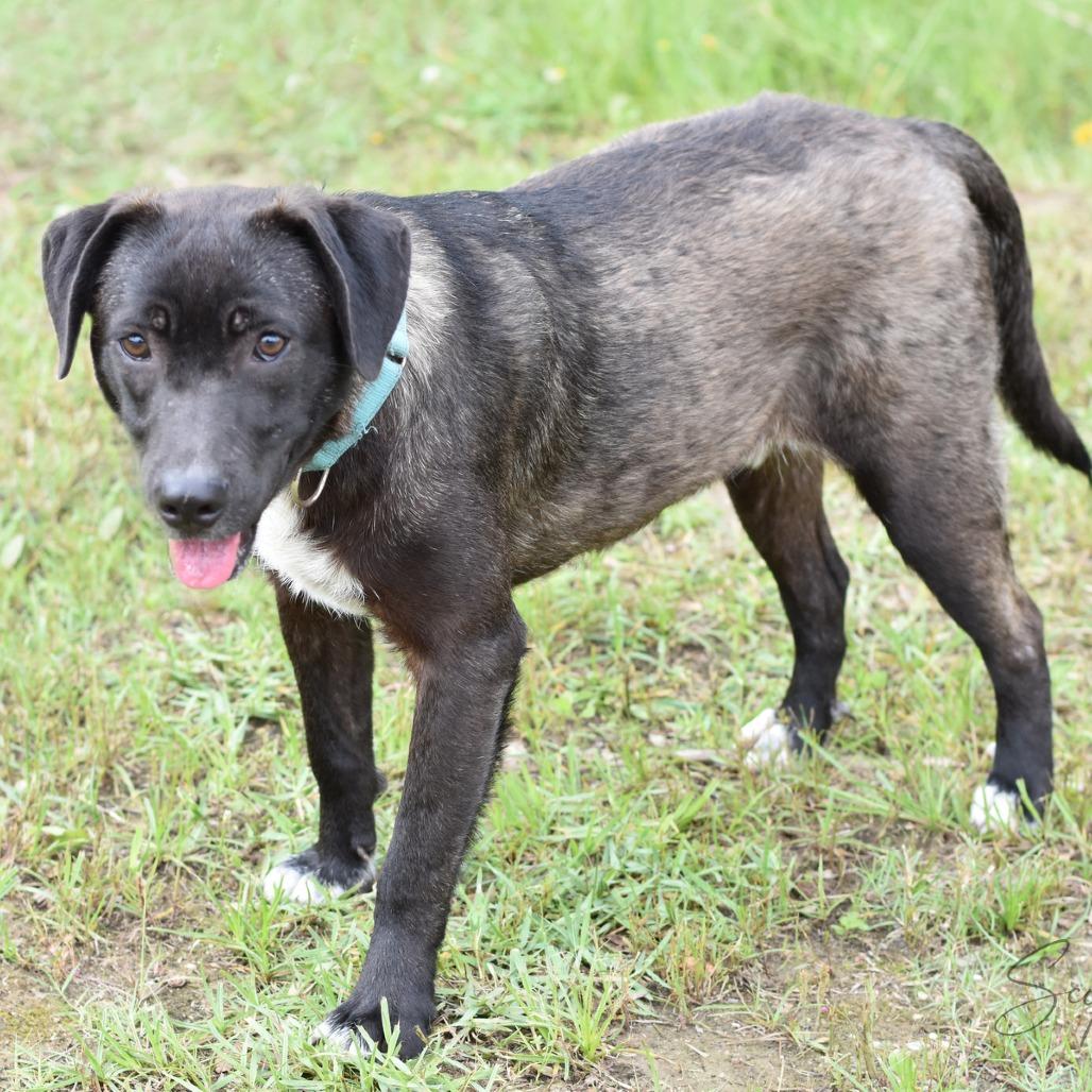 Enlarge Scip, a Adoptable mixed breed in Lancaster, PA image 4/5