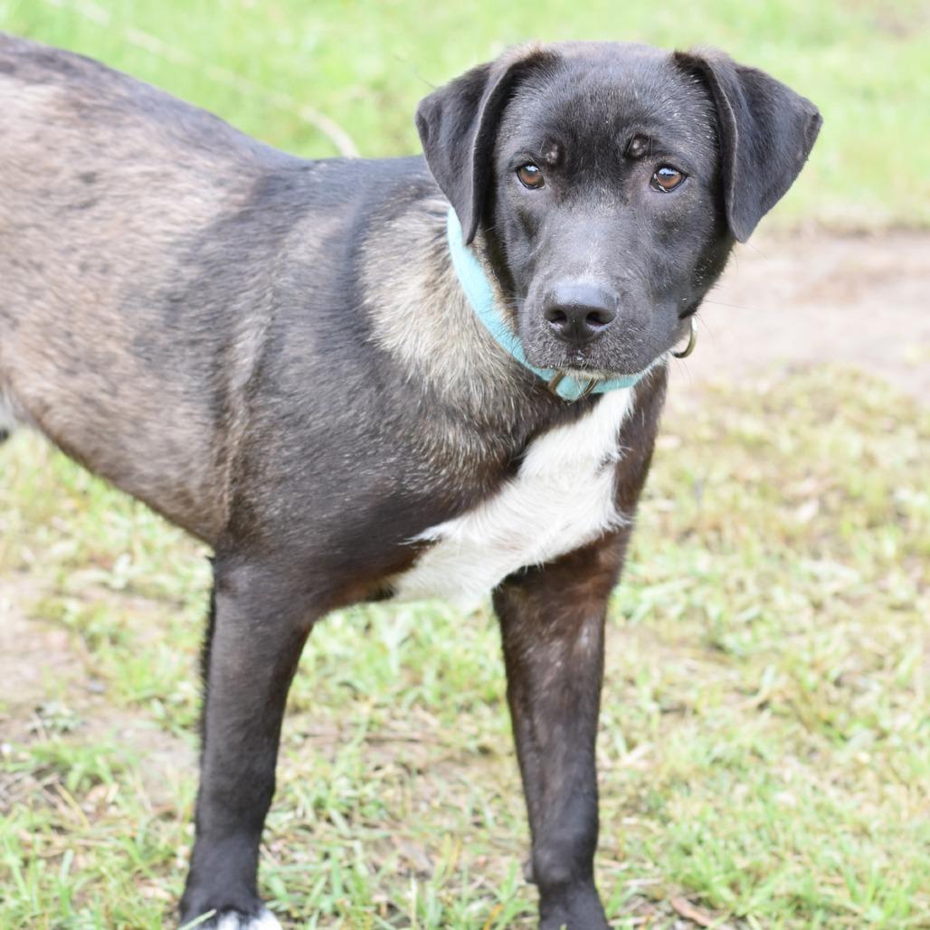 Enlarge Scip, a Adoptable mixed breed in Lancaster, PA image 1/5