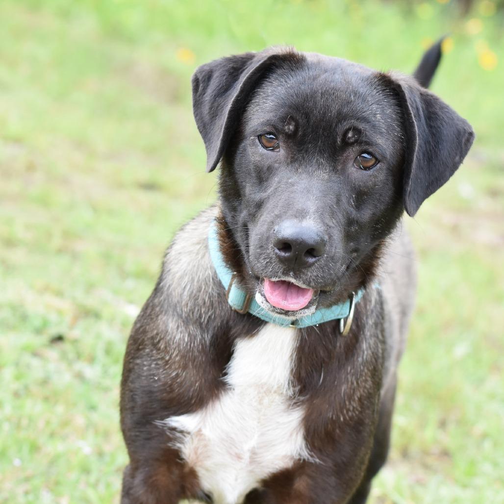 Enlarge Scip, a Adoptable mixed breed in Lancaster, PA image 3/5