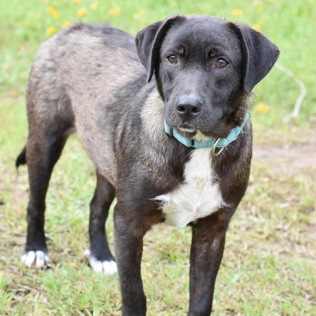 Enlarge Scip, a Adoptable mixed breed in Lancaster, PA image 5/5