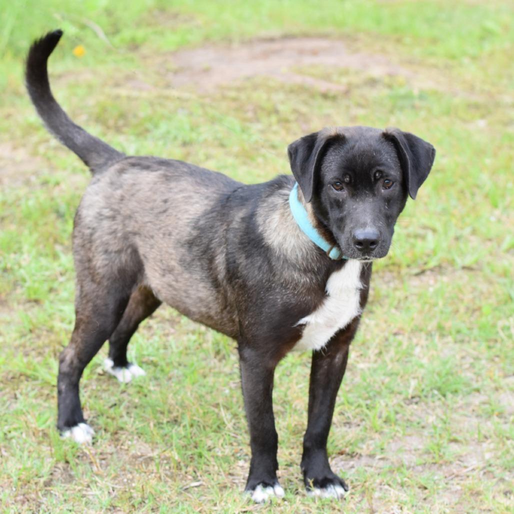Enlarge Scip, a Adoptable mixed breed in Lancaster, PA image 2/5