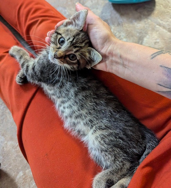 Reaper, Adopted, Young Male Domestic Short Hair.