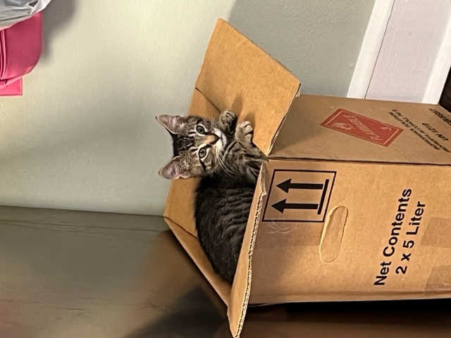 Enlarge Reaper, a Adopted Domestic Short Hair in Harmony, NC image 2/6