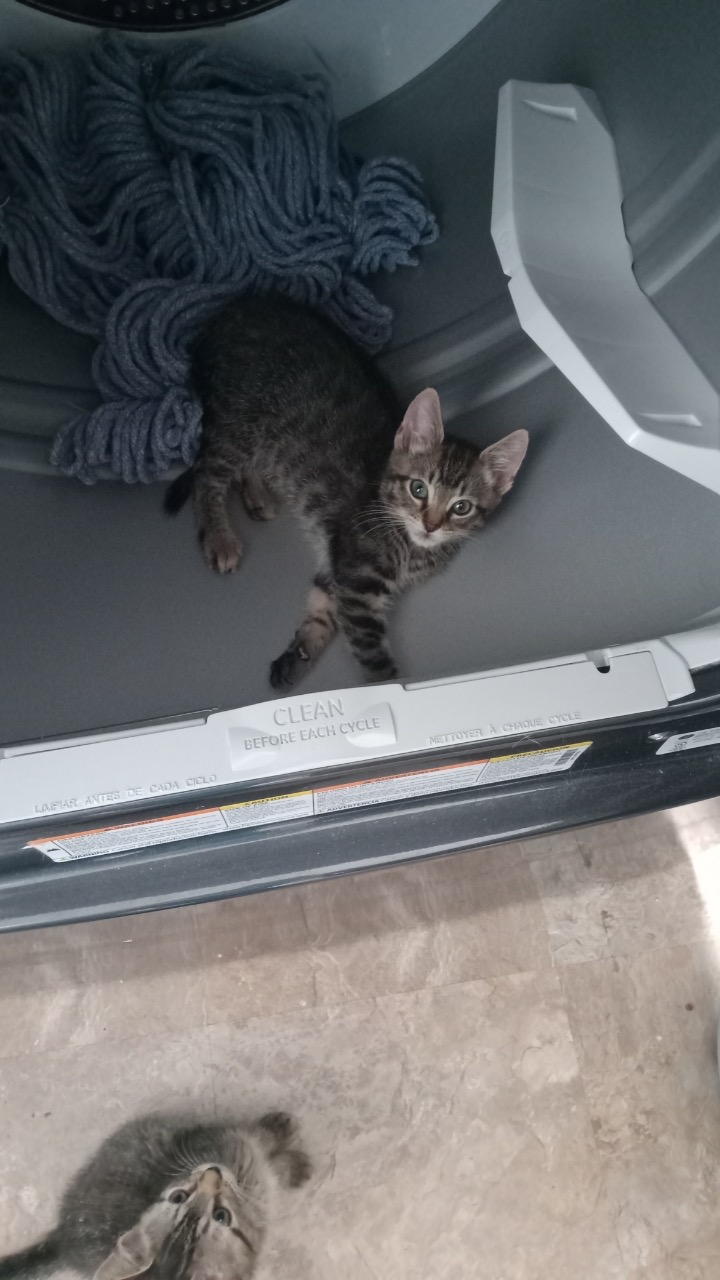 Enlarge Reaper, a Adopted Domestic Short Hair in Harmony, NC image 3/6