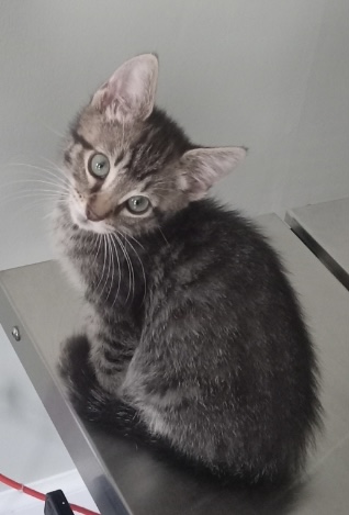 Enlarge Reaper, a Adopted Domestic Short Hair in Harmony, NC image 4/6