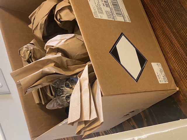 Enlarge Reaper, a Adopted Domestic Short Hair in Harmony, NC image 5/6