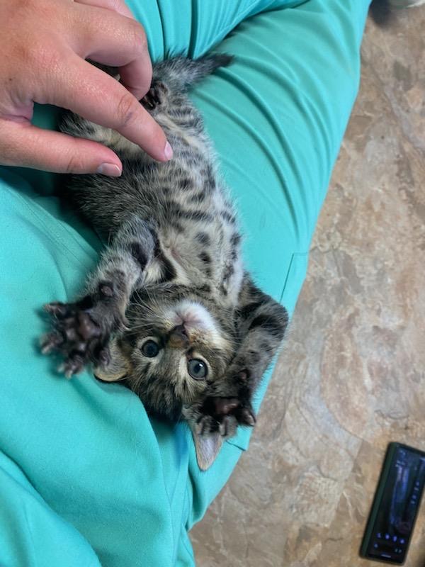 Enlarge Reaper, a Adopted Domestic Short Hair in Harmony, NC image 6/6