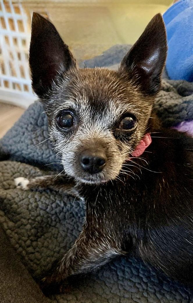 Enlarge Pepper, a Adoptable Chihuahua in Tarzana, CA image 4/5