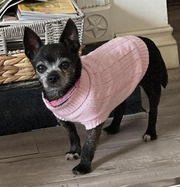 Enlarge Pepper, a Adoptable Chihuahua in Tarzana, CA image 5/5