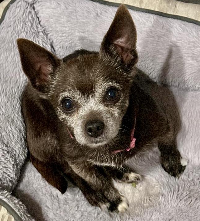 Pepper, Adoptable, Senior Female Chihuahua.